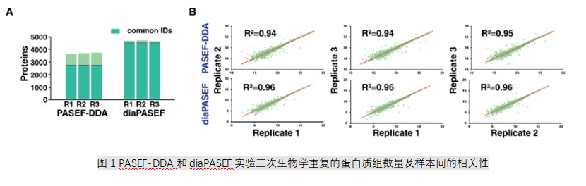 图1 PASEF-DDA和diaPASEF实验三次生物学重复的蛋白质组数量及样本间的相关性