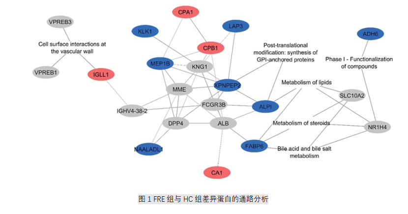 图1 FRE组与HC组差异蛋白的通路分析