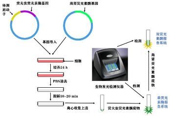 双荧光素酶报告基因