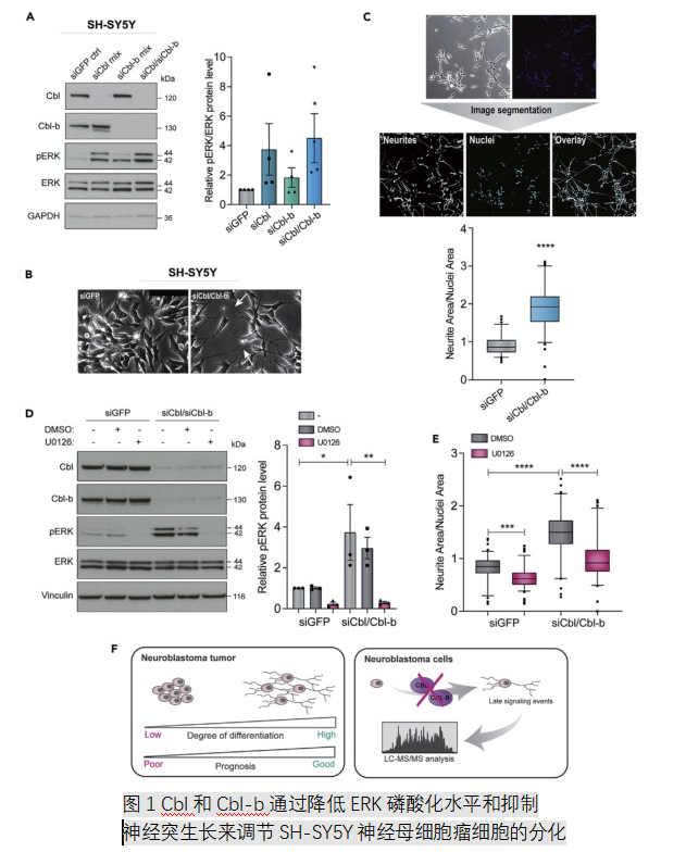 图1 Cbl和Cbl-b通过降低ERK磷酸化水平和抑制神经突生长来调节SH-SY5Y神经母细胞瘤细胞的分化